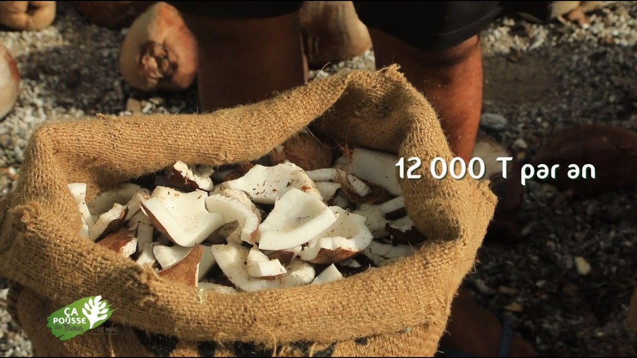 Ça pousse au fenua - Le Mag : Le Coco