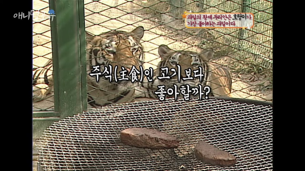 과일의 황제 두리안은 【　　　】 가 가장 좋아하는 과일이다 [애니멀 스펀지], KBS 061021 방송