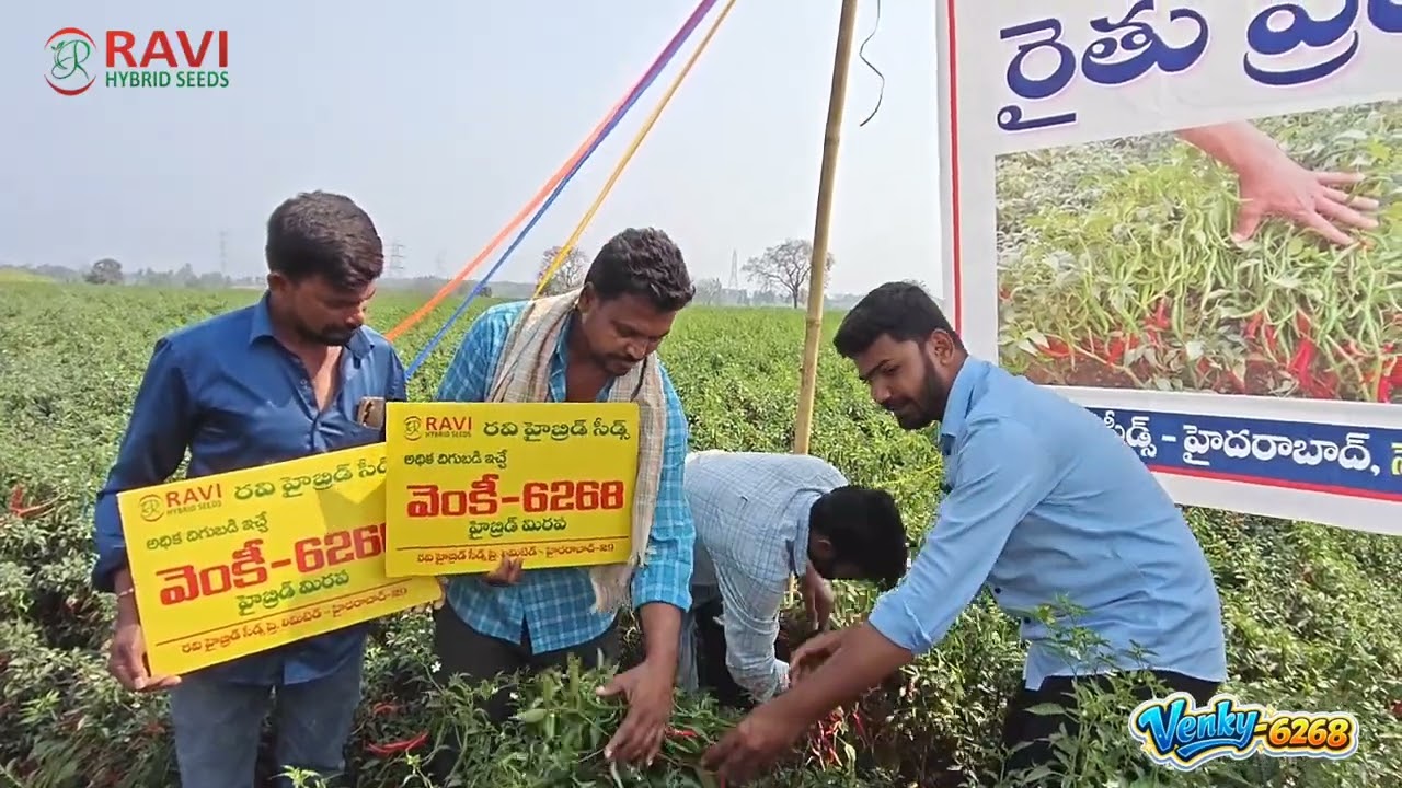తేజా మిర్చి సాగు చేయాలనుకునే రైతులకు ఈ వీడియో పూర్తిగా ఉపయోగపడుతుంది #ravihybridseeds #venky-6268