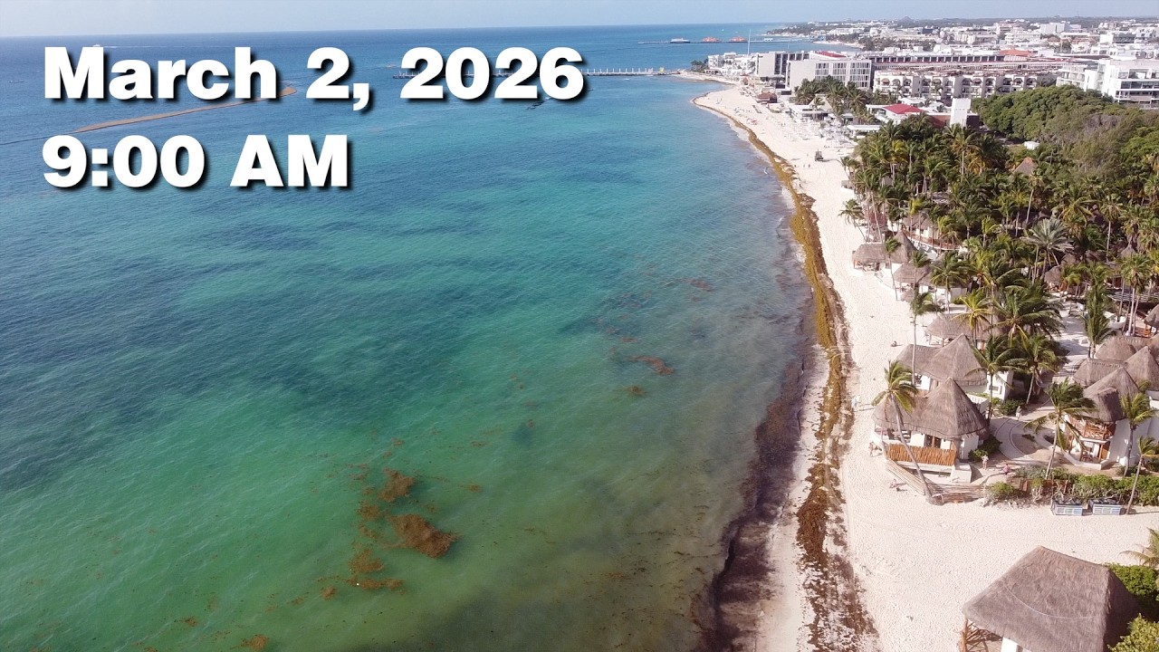 Daily Sargassum Sargasso Seaweed Report at Playa del Carmen, Mexico - March 2, 2026 #sargassum
