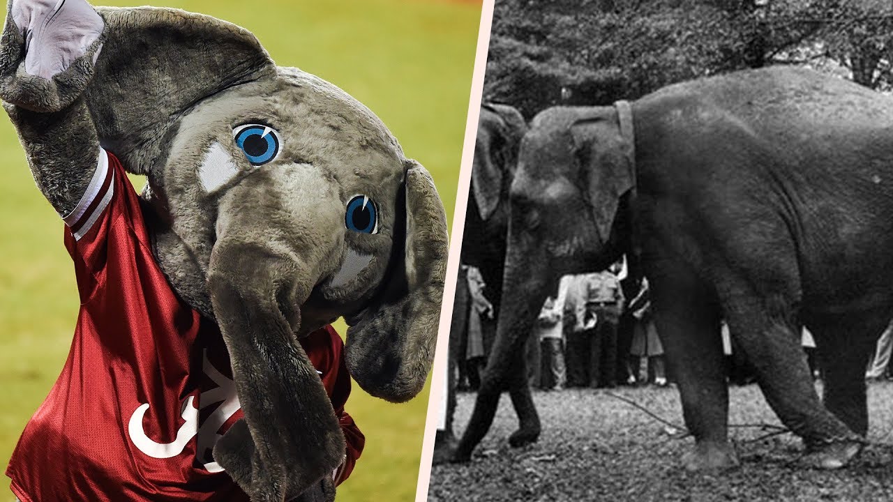 Ask Alabama: Why doesn't University of Alabama have a live elephant?