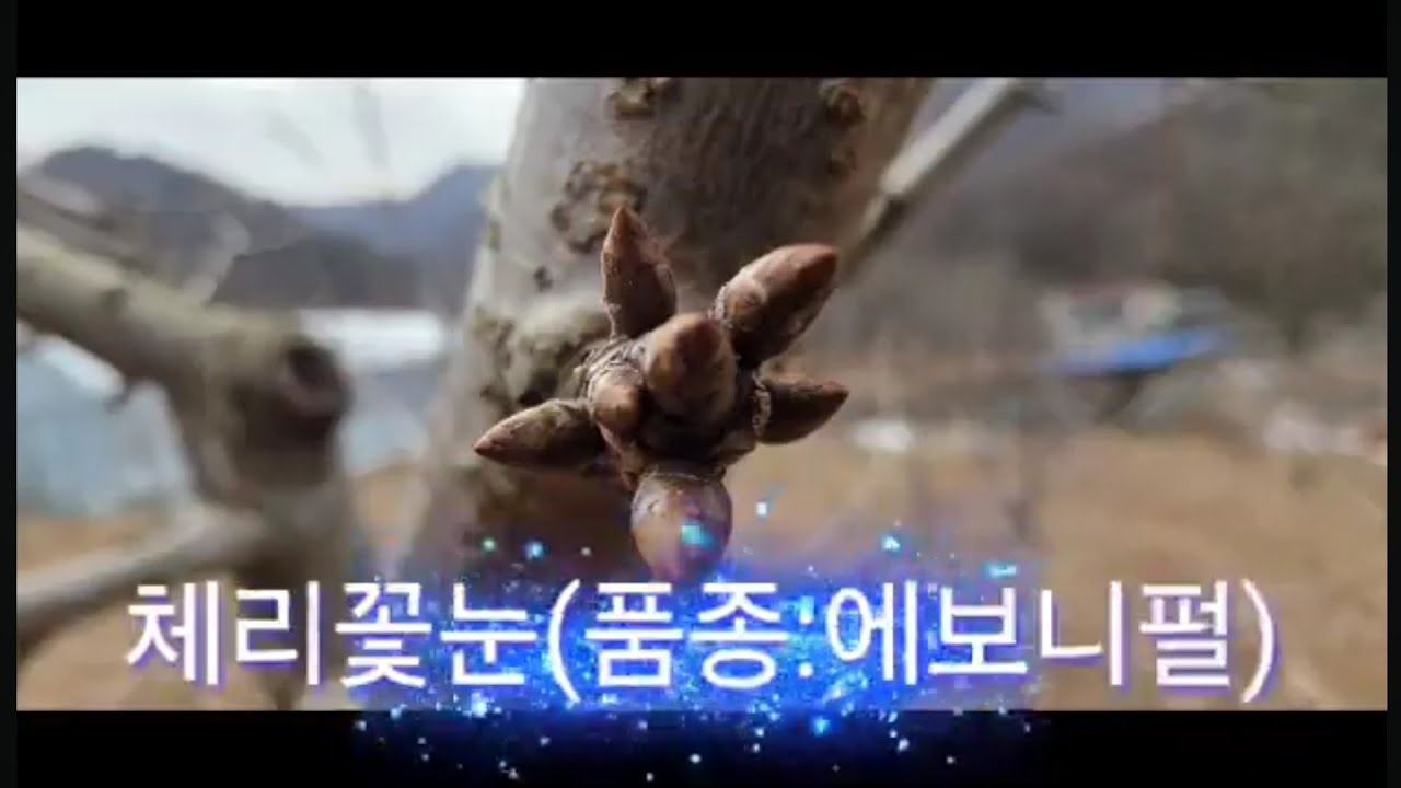 체리꽃눈(품종:에보니펄)