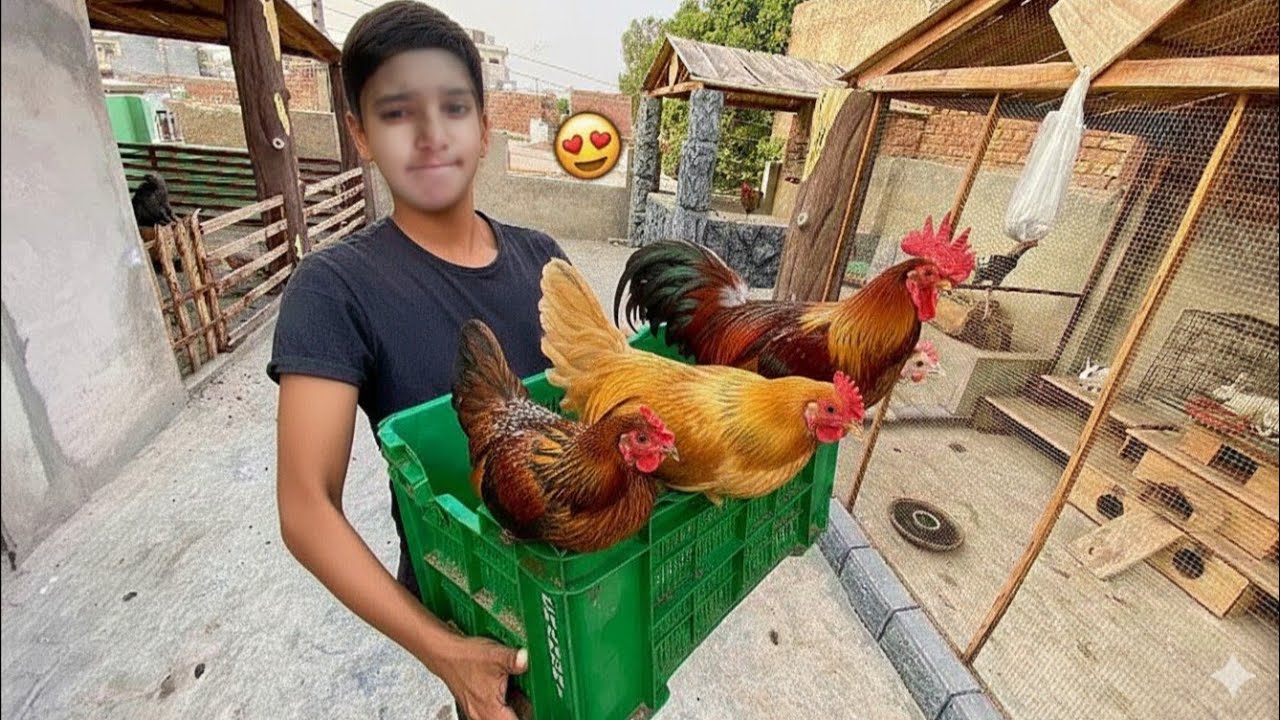 Finally Murgiyan Le Aaye 🥰