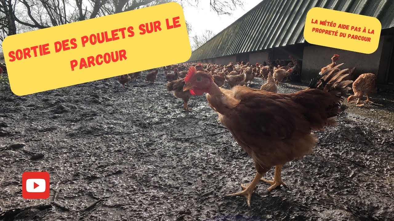 sortie des poulets label