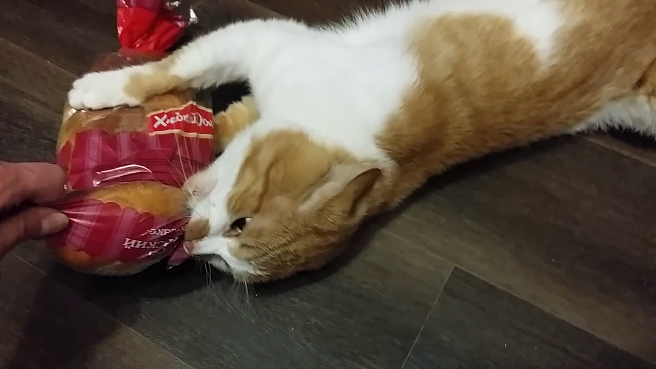 Cat Latches onto Favorite Loaf of Bread