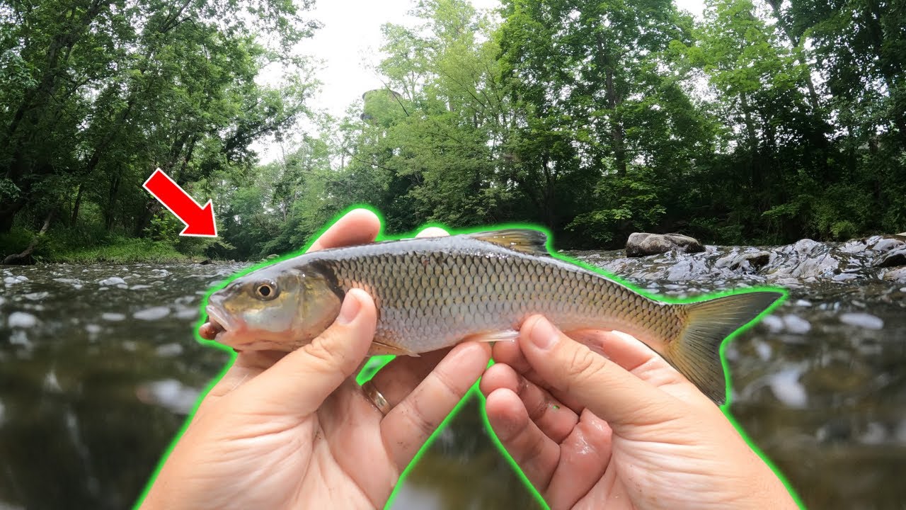 In Defense of Fallfish: Showing Some Love to a Hated Fish