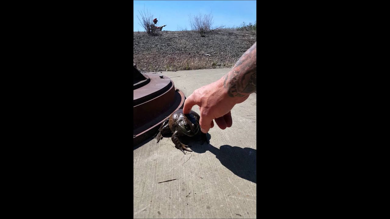 Screaming frog southern oregon
