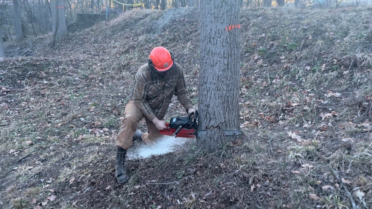 Felling and bucking a black walnut.
