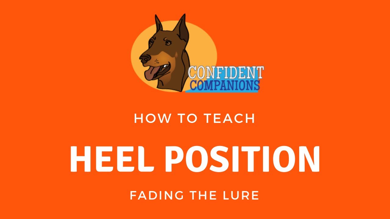 How To Teach Your Dog Heel Position - Fading The Lure
