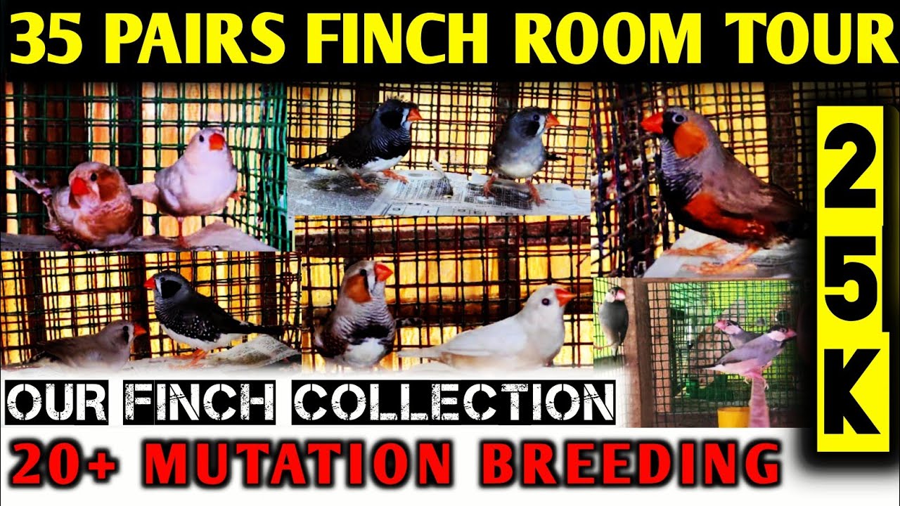 Aviary room tour |Birds room tour| 25k special | Zebra finch mutations | Zebra finch breeding |Tamil