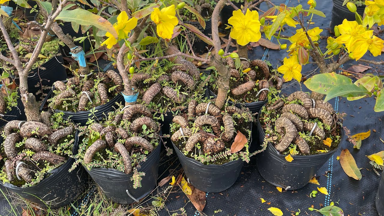 Lô gốc nhớt chuẩn đẹp giá rẻ 0975.672.726