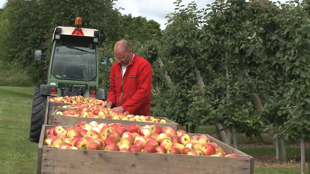 Portret van fruitteler Berend Jan van Westreenen - waar komen de appels vandaan?