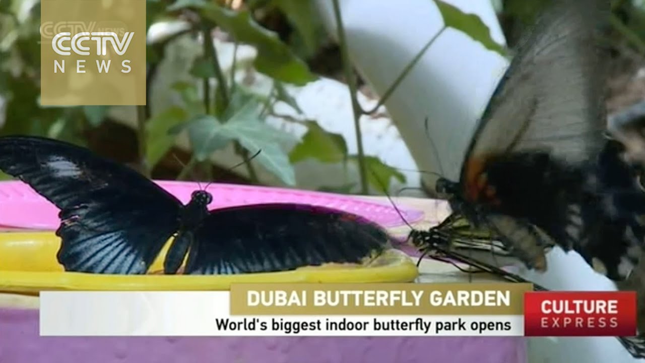World&rsquo;s biggest indoor butterfly park opens in Dubai