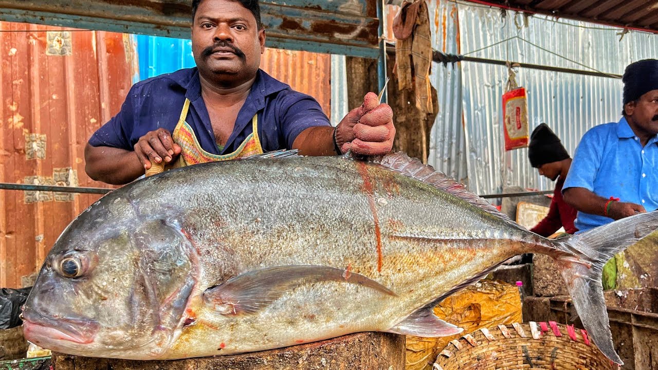 KASIMEDU SPEED SELVAM | HUGE TRAVELLY FISH CUTTING VIDEO | 4K VIDEO | KM FISH CUTTING 