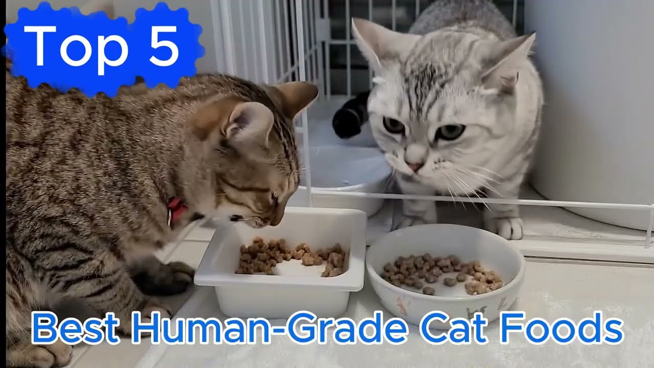 Best Human-Grade Cat Foods