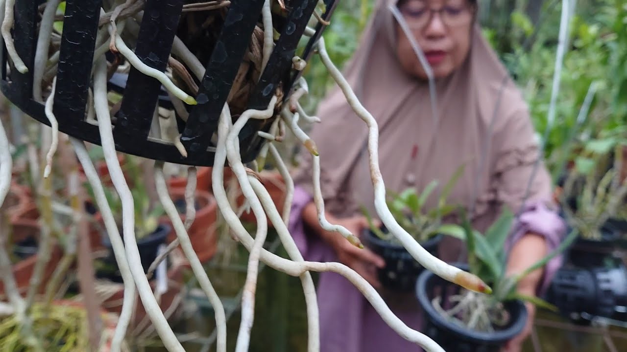 puluhan tahun merawat dan menanam anggrek cukup sederhana terbukti subur mudah untuk pemula