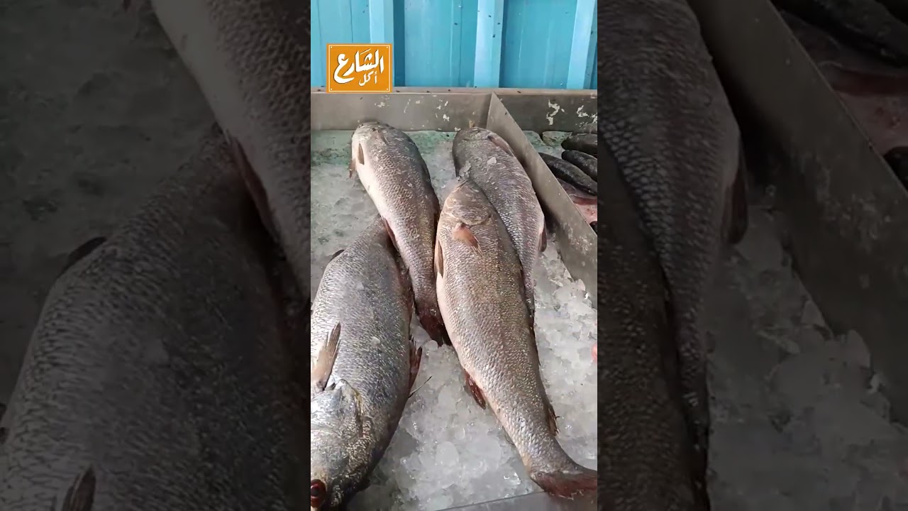 البلطي هنا أسعار وأنواع.. بتحب الكبير ولا الوسط؟