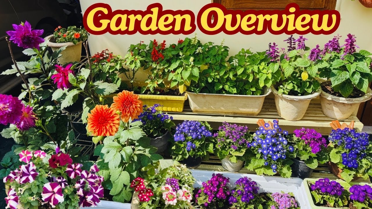 My Beautiful Garden Tour and Care Tips | Garden Overview 2026 