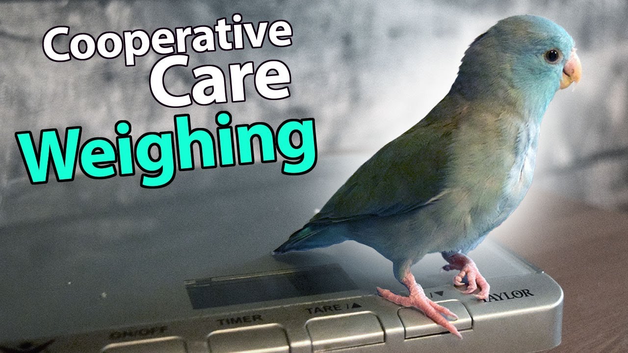 Force-Free Weighing | Cooperative Care| Topics
