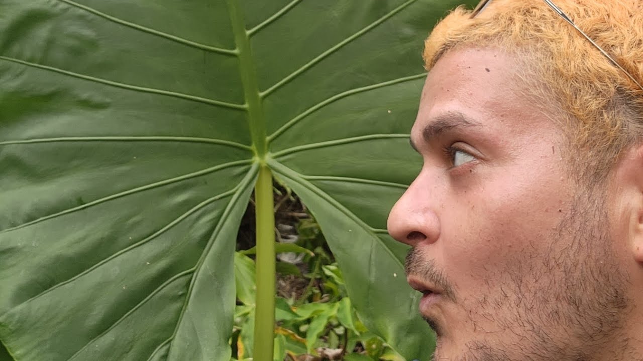Cosechando y Propagando Yautia Blanca en la finquita!