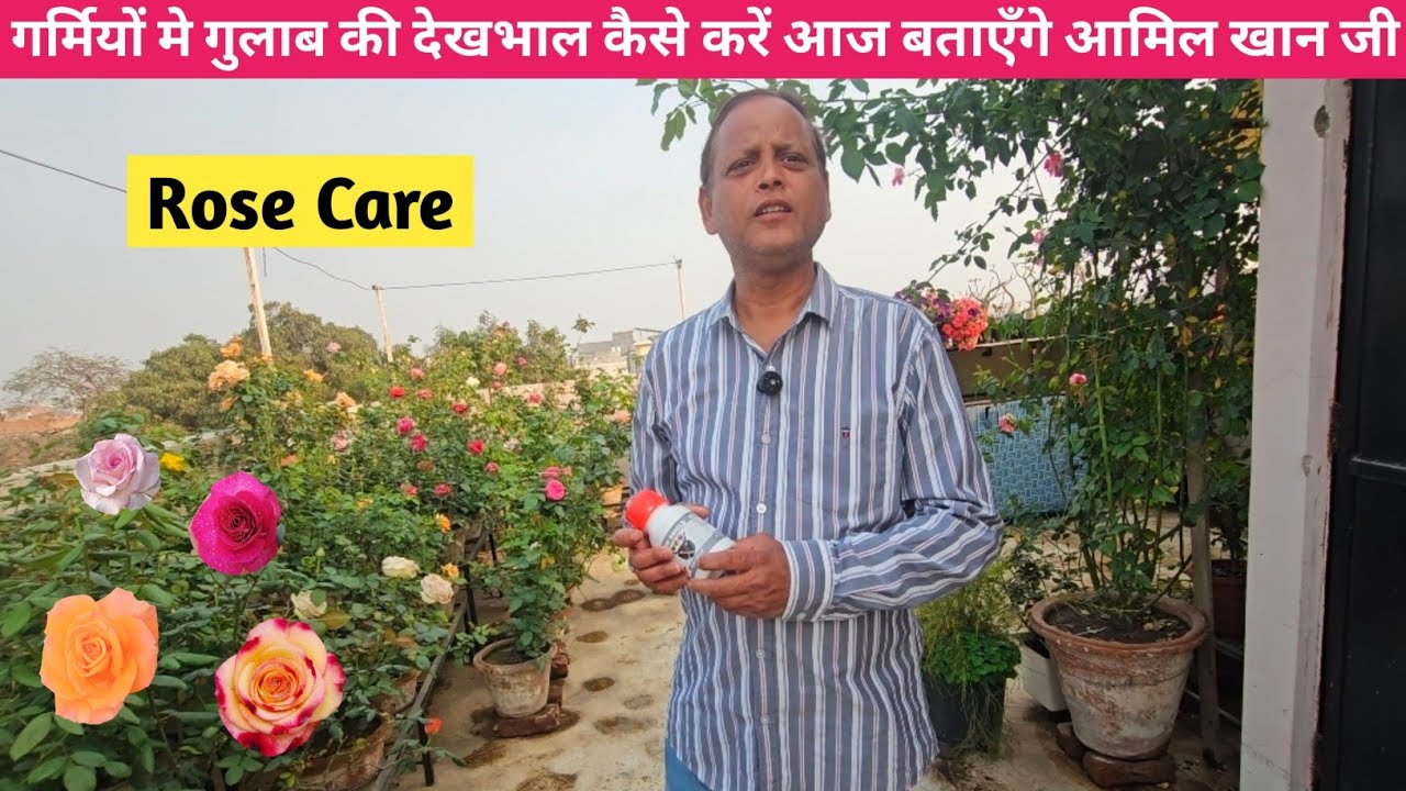 Rose Care In Summer By Amil Khan🌹आमिल भाई से जानेंगे गुलाब की Care गर्मी में कैसे करें🌹Rose Care👍