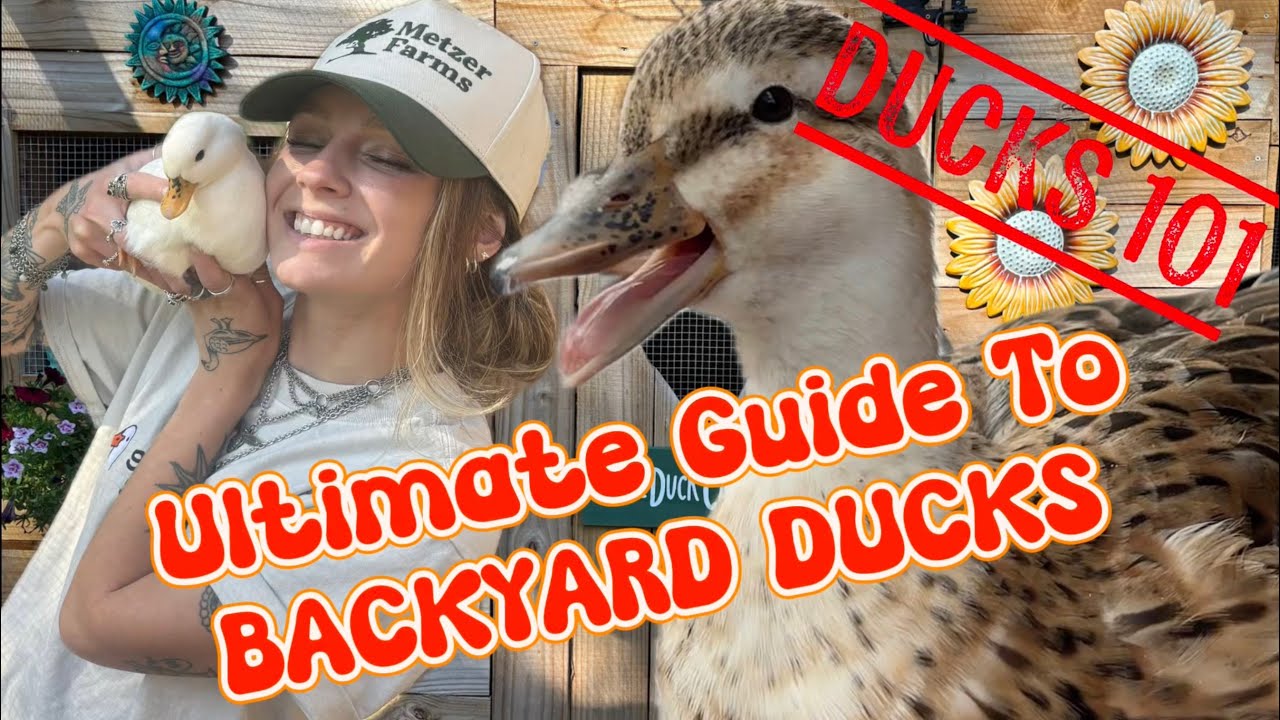 Ducks 101: What To Know BEFORE You Bring Them Home! | Beginner Duck Care Guide 🦆