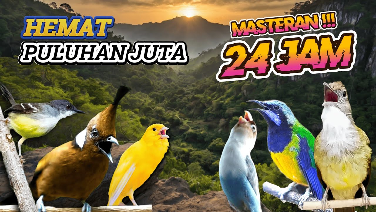 #5 MASTERAN AMPUH MUDAH DITIRU UNTUK BURUNG FIGHTER - LIVE 24 JAM NONSTOP!