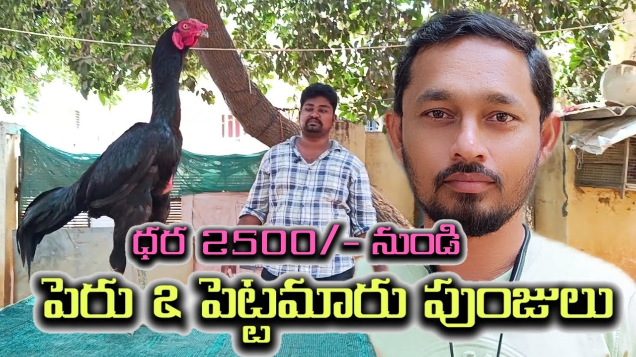 పెరు & పెట్టమారు పుంజులు @S K N Vlogs