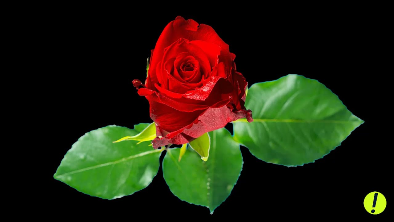 Chautastic! Roses Fading - C&aacute;nh Hồng Phai