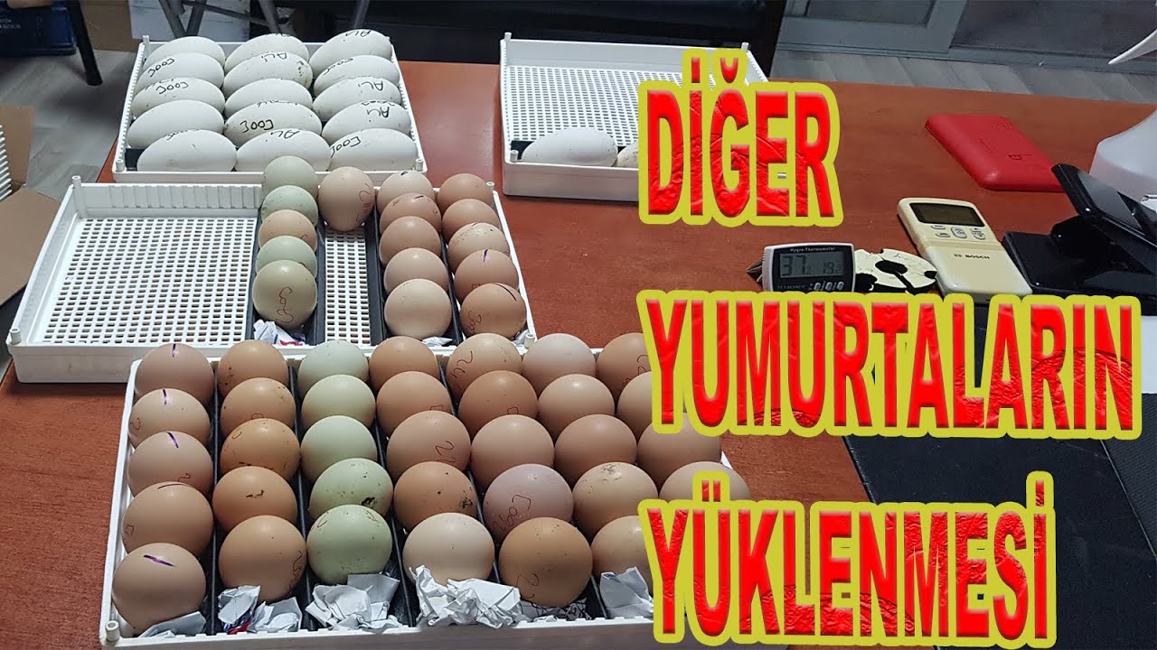 5.BÖLÜM ÇALIŞAN MAKİNEYE YUMURTA YÜKLENMESİ  #KULUÇKA_SERİSİ