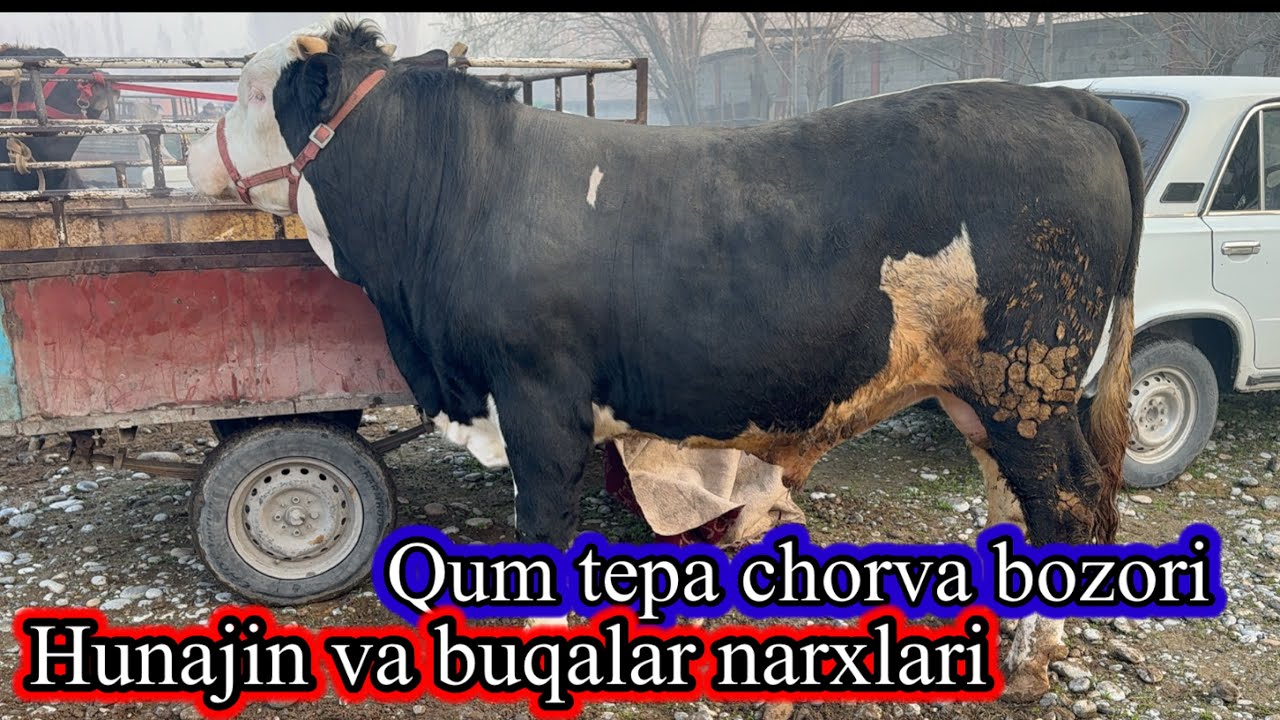 QUM TEPA CHORA BOZORI  HUNAJINLAR VA BUQALAR NARXLARI .12 марта 2026 г.