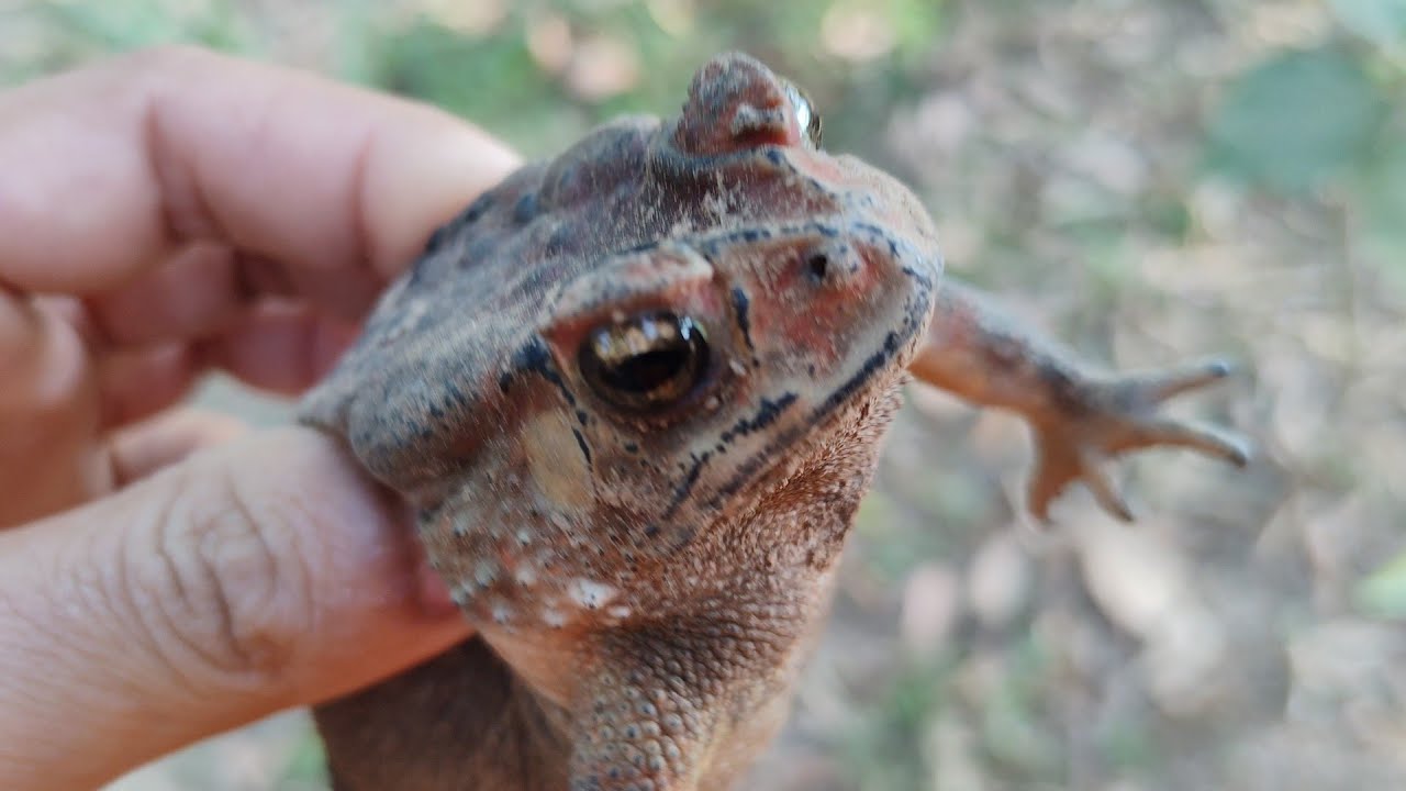 I played with a black toad frog. Happy Happy. 