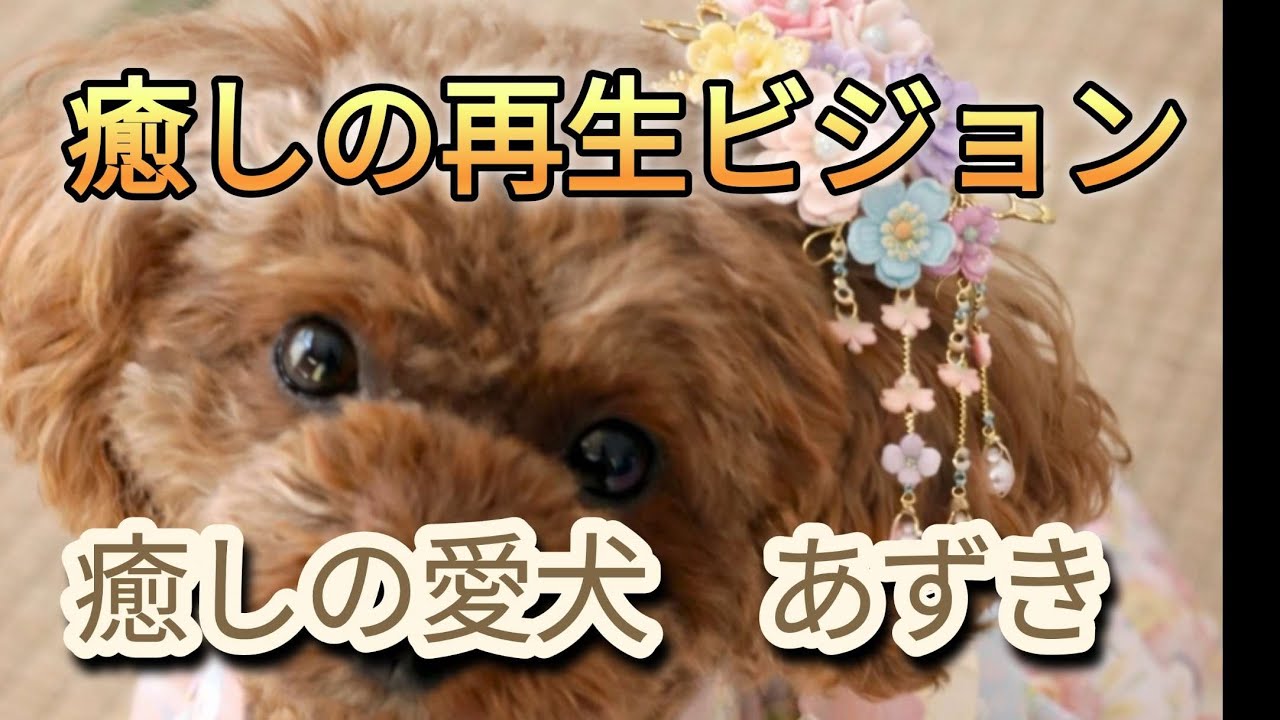 癒しの愛犬　あずき【癒しの再生ビジョン】