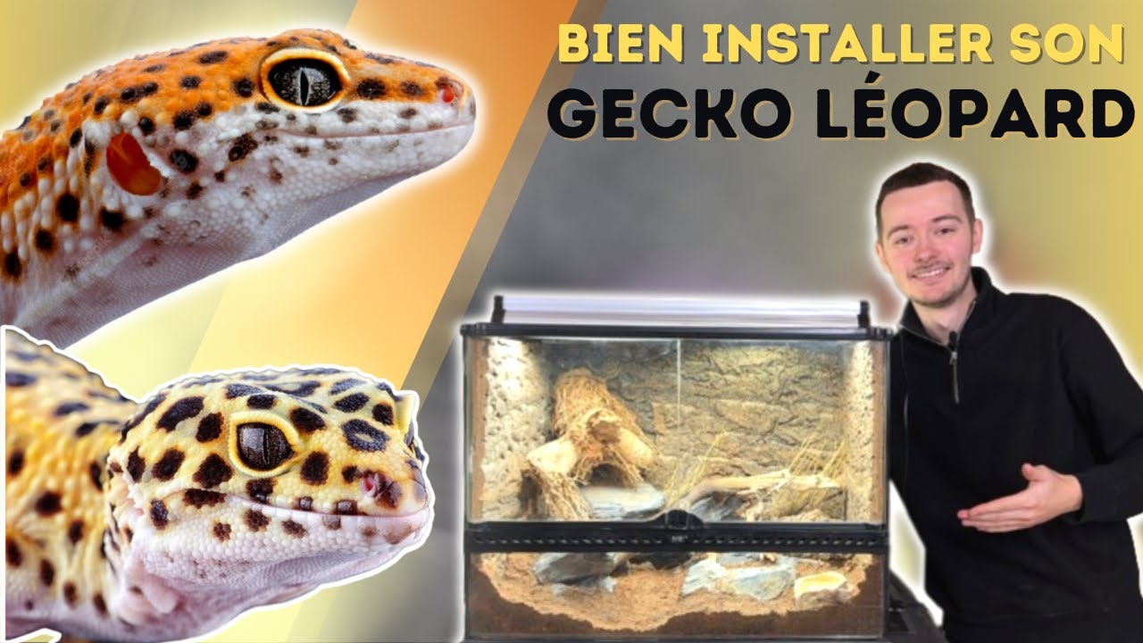 TUTO : BIEN INSTALLER SON GECKO LÉOPARD