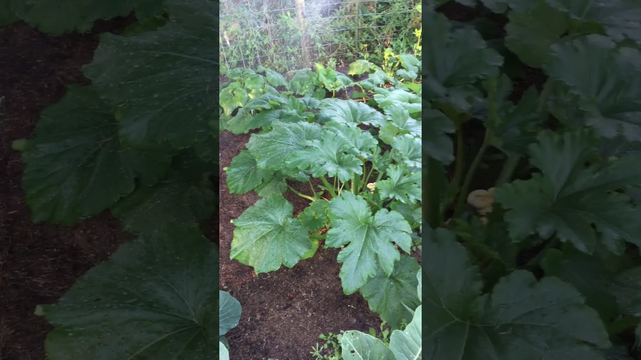 Watering the Squash plants!