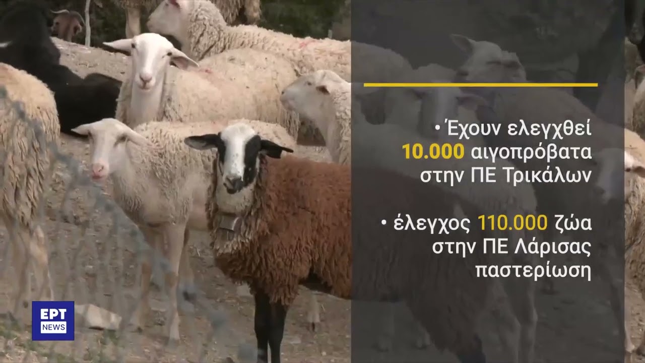 Πανώλη στα αιγοπρόβατα: Όλα όσα πρέπει να γνωρίζουμε | 19/7/2024 | ΕΡΤ