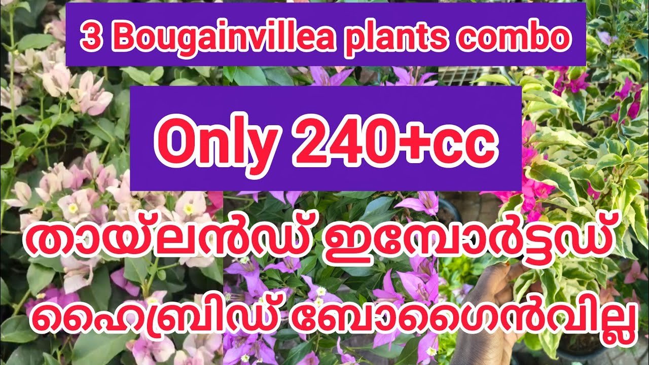 Cover size hybrid Bougainville combo offer. ഇപ്പോൾ വാങ്ങിയാൽ ഇരട്ടി വാങ്ങാം.#gardening #trending 