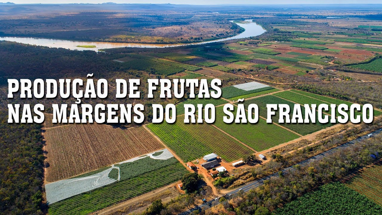 PRODU&Ccedil;&Atilde;O DE FRUTAS NAS MARGENS DO RIO S&Atilde;O FRANCISCO. PIRAPORA, MINAS GERAIS