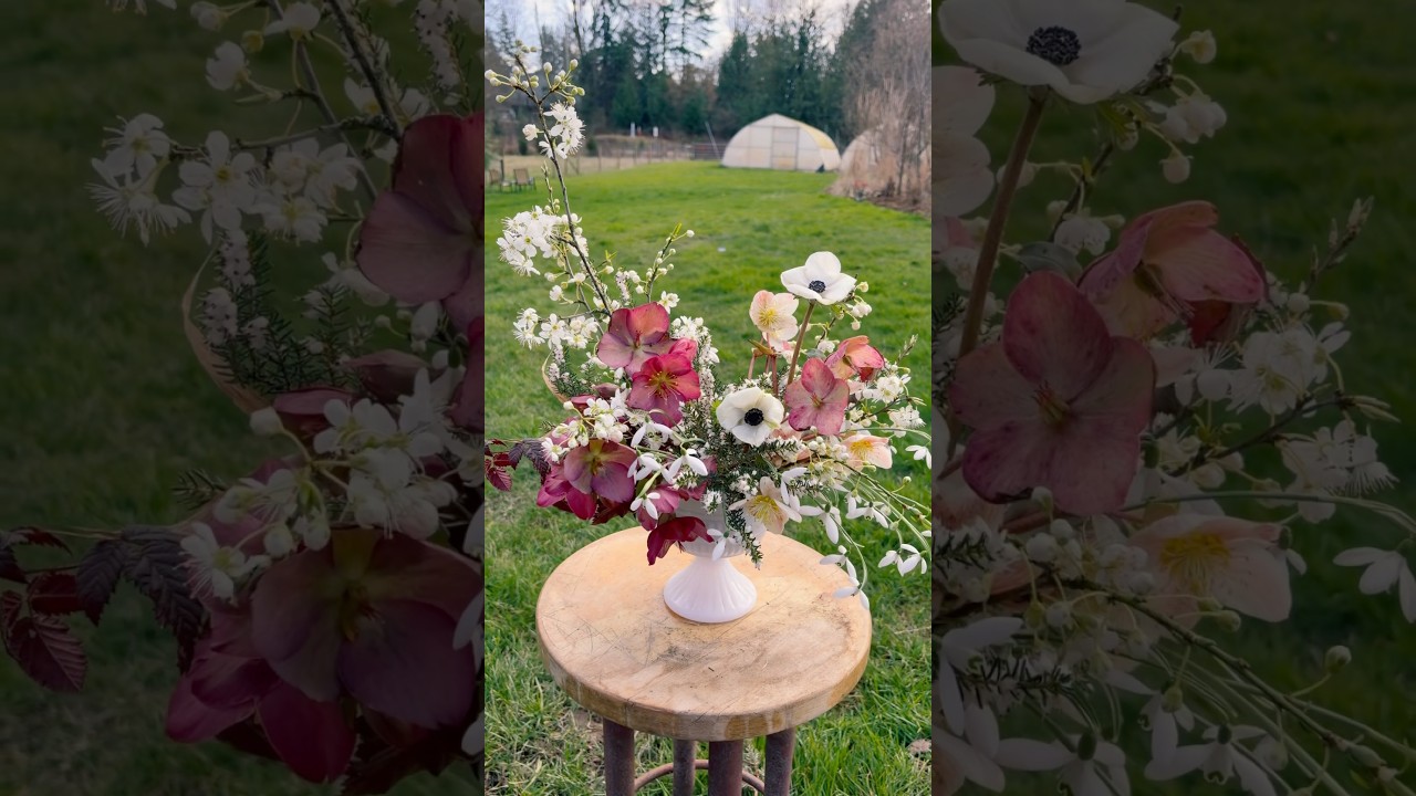 Winter has colour in the Pacific Northwest 🌿 Hellebores, heather, foraged bits&hellip;and two anemones.