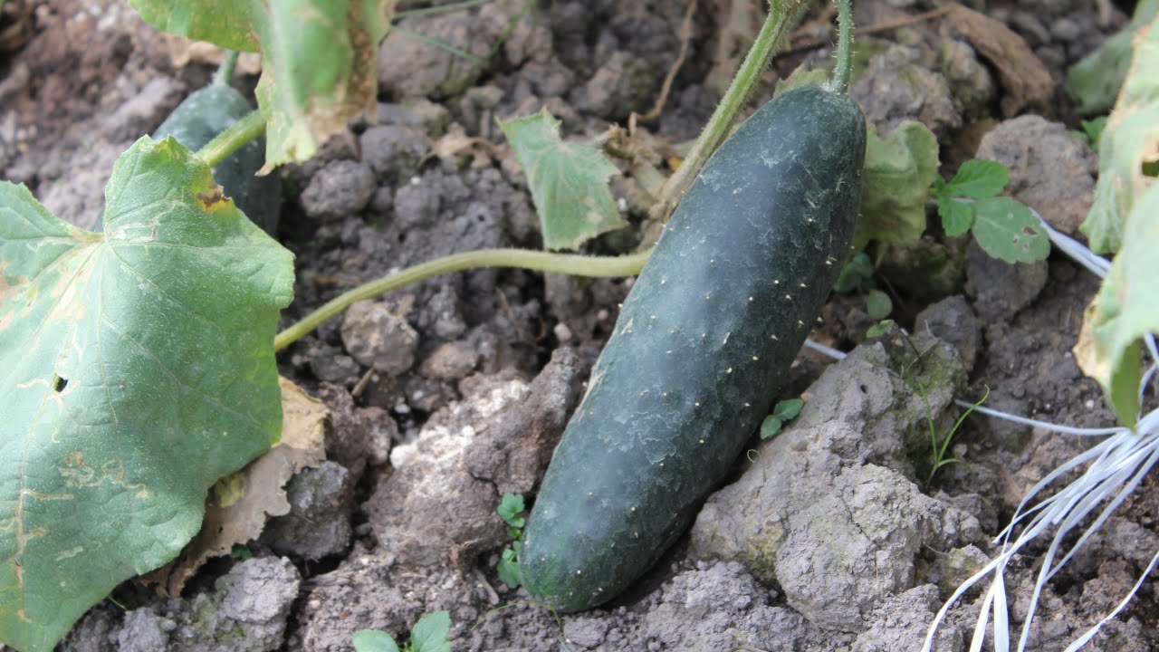 Recomendaciones para la Cosecha del Pepino