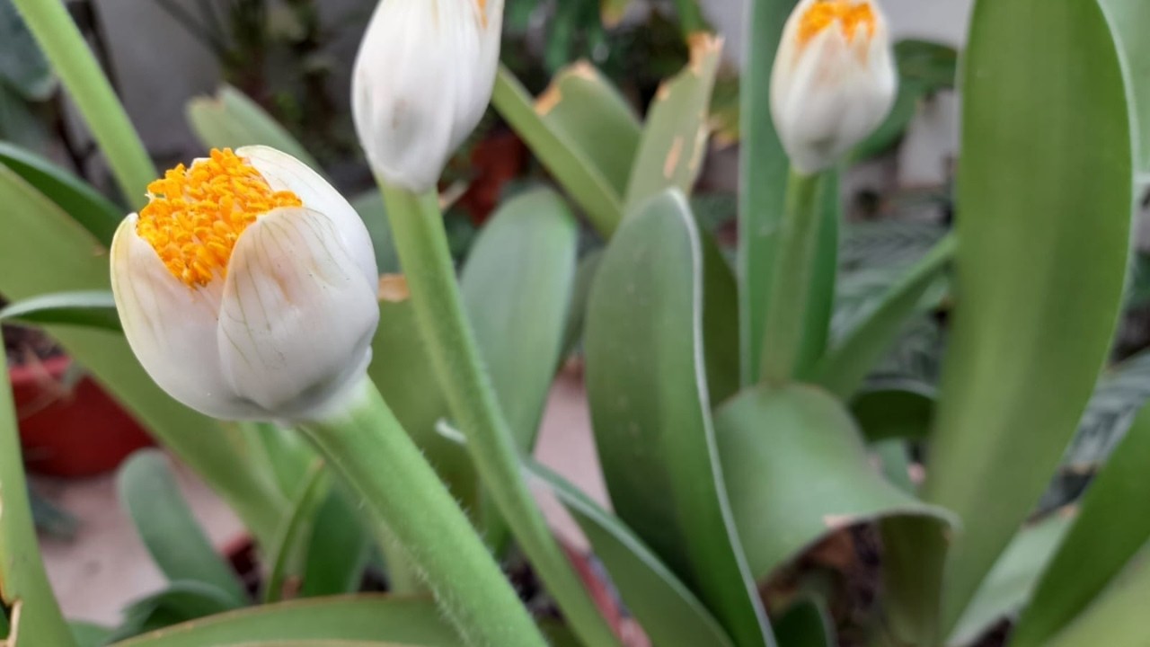 Todos los SECRETOS de CULTIVO de HAEMANTHUS ALBIFLOS o Brocha de Pintor