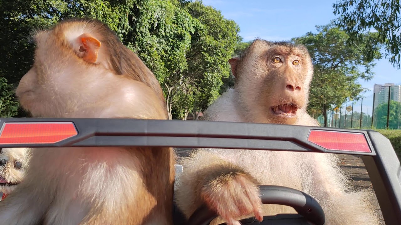 Jk Shaki At The Planet Of The Ape