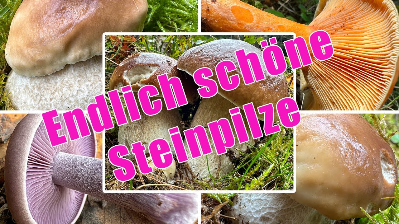 Endlich schöne Steinpilze im Oktober | Parasol, Reizker, Rötelritterling | Pilze sammeln im Herbst