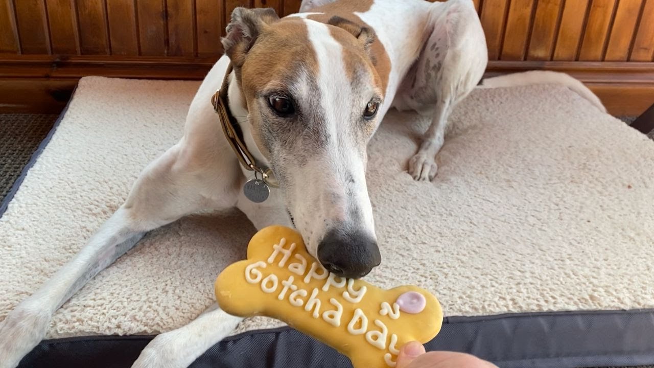 Celebrating 2 years with our adopted greyhound 🎉