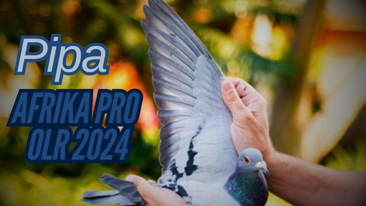 The Winner Racing Pigeon Of Final Race Afrikapro 601km For Sale In Pipa Pigeons Auction