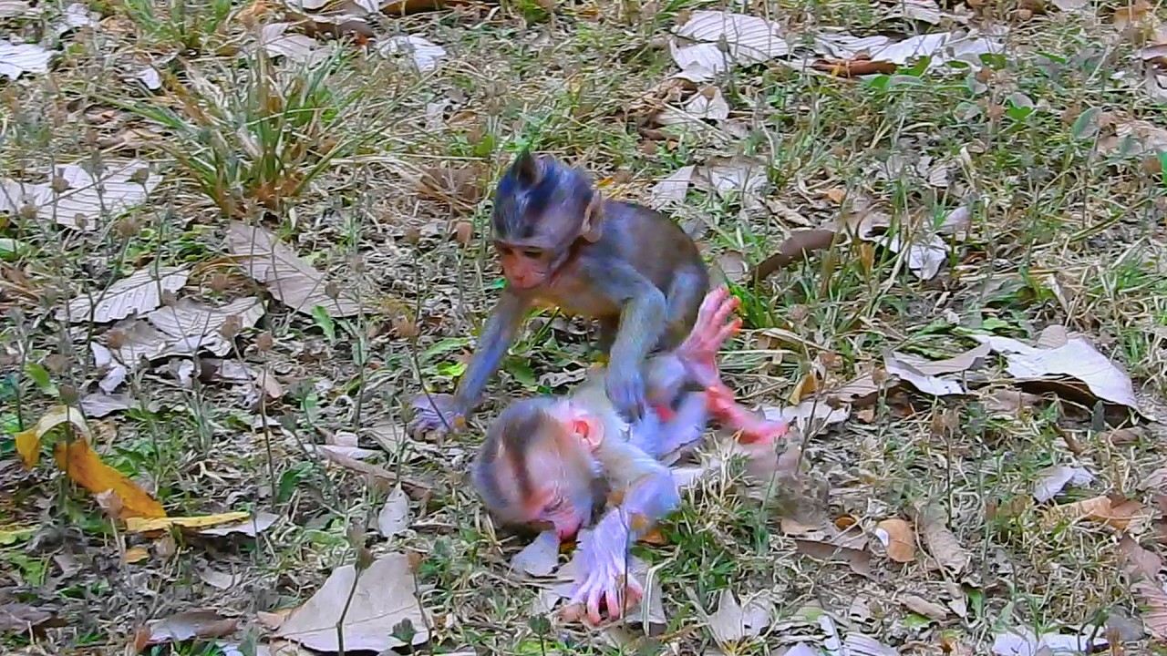 How did baby Levy react when the baby Long-tailed macaque ran to hug him