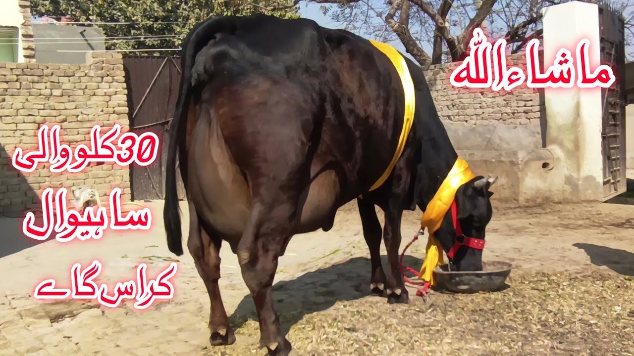 World beautiful Sahiwal frezin Cros cow's for sale in Punjab Pakistan on YouTube 
