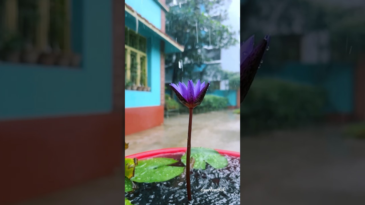 My garden loves rainy days #homegarden #rain #monsoon #cinematic