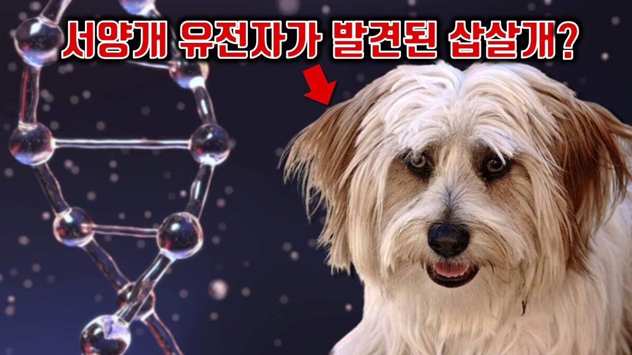 한국 토종개들에 대한 흥미로운 사실들 (진돗개, 동경이, 삽살개, 풍산개)