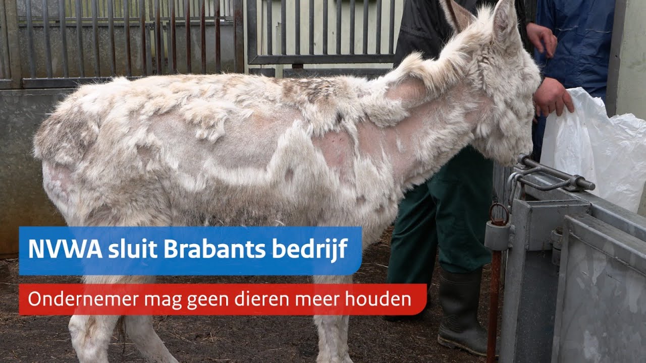 Brabantse fokker aangepakt